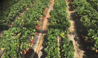 草莓多长时间成熟 草莓成熟的季节